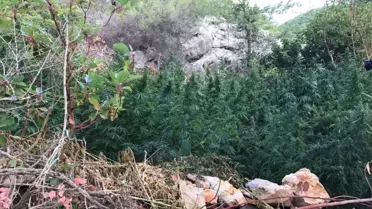Antalya'da 280 Kök Kenevir Ele Geçirildi