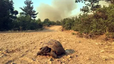 Çanakkale'de Orman Yangını