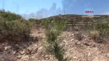 Muğla Ülkenin En Büyük Gelir Getirici Tür Ağaçlandırma Projesi Datça'da