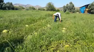 Ödemiş Karpuzu Yine Tarlada Kaldı