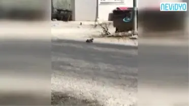 Yılanların Dansı Böyle Görüntülendi