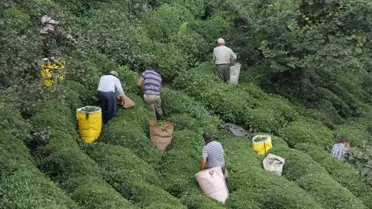 Erken Toplanan Yaş Çay Yaprakları Çayda Kaliteyi Yükseltti