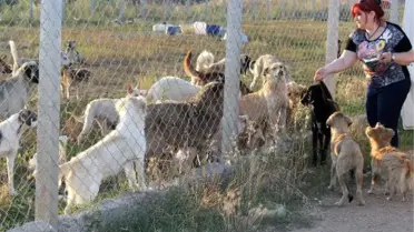 Babaeski'de Hayvanlar İçin Geçici Barınak Yapıldı