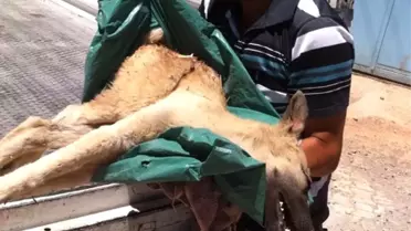 Yaralı Sokak Köpeğinin Tedavisi İçin Seferber Oldular