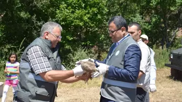 Giresun'da Doğaya 25 Bin Kınalı Keklik Salındı