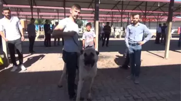 Sivas 100 Bin Liralık 'Sezar' Festivalin Ilgi Odağı Oldu