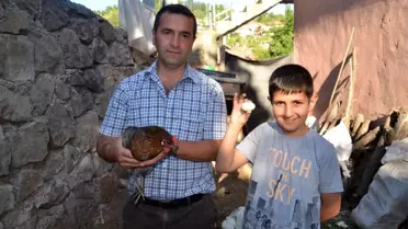 Yeşil Yumurta Yumurtlayan Tavuk Şaşırttı