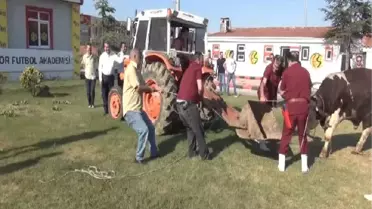 Eskişehirsporlu Yöneticiler, Kurbanlık Danadan Kaçıp Traktörün Arkasına Saklandı