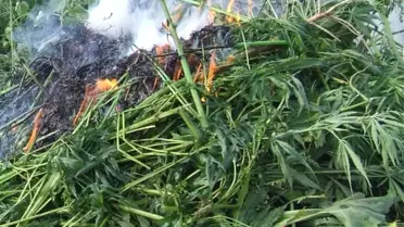 Ayçiçeği Tarlasındaki 140 Bin Kök Hint Keneviri İmha Edildi