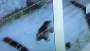 Sivas'ta Vatandaşlara 'Ayı' Uyarısı: Dikkatli Olun!