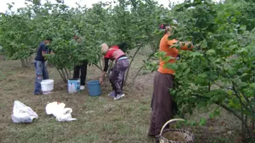 Giresun'da Fındık İşçilerinin Yevmiyeleri Belirlendi