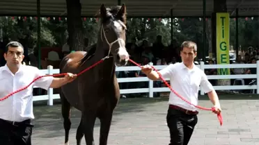 Yarış Tayları Ev Fiyatına Alıcı Buldu