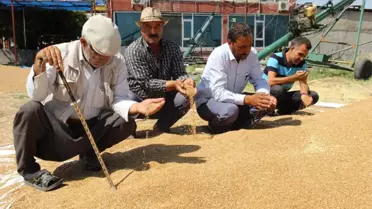 Çiftçi, Buğday Fiyatlarının Düzeltilmesini İstiyor