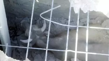 Kanalizasyona Düşen Ineği Afad Ekipleri Kurtardı