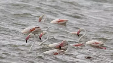 Van Gölü Flamingoları Ağırlıyor