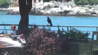 Esnafla 'Karga Cafer'In Sıra Dışı Dostluğu