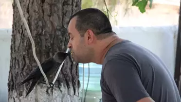 En Iyi Dostu Bir Karga