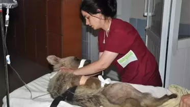 Ayağında Kırık Bulunan Yavru Ayı Kars'ta Ameliyata Alındı