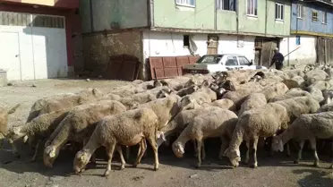 Hayvan Pazarları Yüksek Fiyatlardan Dolayı Durgun