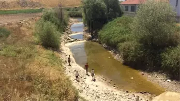 Sakarya Nehri Kurudu! Binlerce Balık Öldü, Çiftçi Zorda