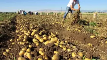 Sandıklı'da Patates Ekim Alanı Yüzde 40 Azaldı
