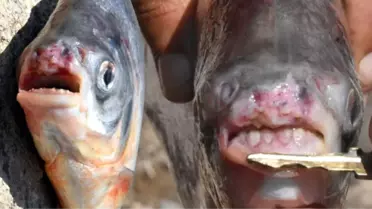 Kızılırmak'taki Piranalarla İlgili Şok Detay: Petshop'tan Alıp Bakamayınca Irmağa Atıyorlar