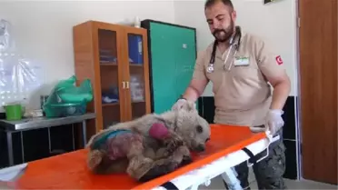 Otomobil Çarpan Yavru Boz Ayıya Ameliyat