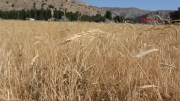 Sivas'ta 'Tarla Günü' Etkinliği