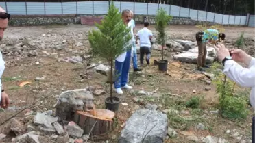 Ünye'de Mesire Alanındaki Çam Ağacı Kesimine Tepki