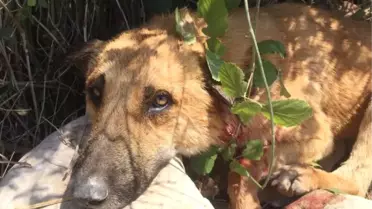 Köpeği, Av Tüfeğiyle Boynundan Vurdular