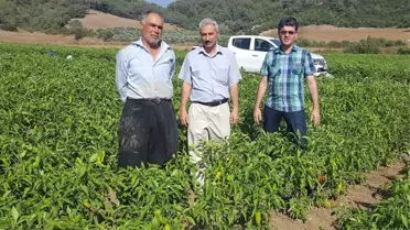 Sebze Üretimini Geliştirme Projesi'nde 24 Çiftçiye Destek Verildi