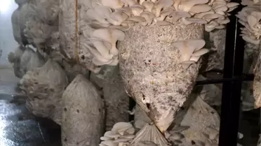 Cezaeviydi Mantar Üretim Tesisi Oldu