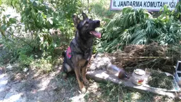 Bafra'da Uyuşturucuya 1 Gözaltı