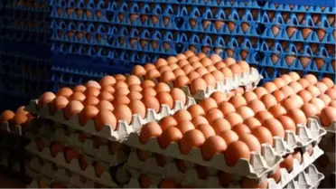 Belçika Yumurta Krizinde Hollanda'yı Suçladı