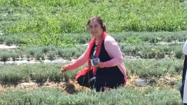 Ceritoğlu, Aromatik Tıbbi Bitkiler İçin Fransa'ya Gitti