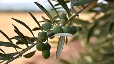Zeytinin En 'Tatlı' Hali