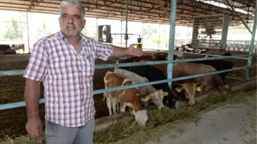 Et ve Süt Kurumu Aracılığıyla Aldığı Danalar Telef Oldu