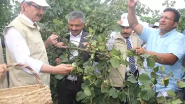 Ordu'da Fındık Hasat Dönemi