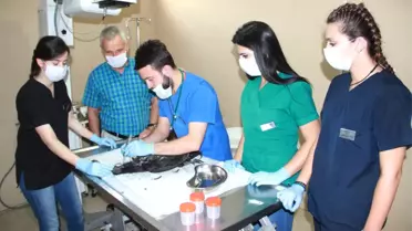 Tavuğunun Ölüm Sebebini Öğrenmek İçin Otopsi Yaptırdı