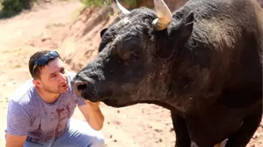 Dha Yurt;kafkasör' Deki Dev Buluşma Öncesi Boğalar Boynuz Kontrolünden Geçirildi