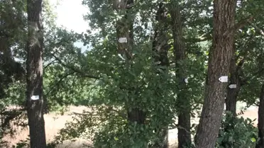 Ağaçlar İçin 250 Milyon Dolarlık Proje Revize Edildi