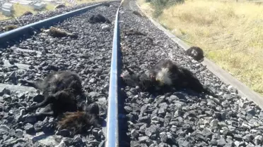 Elazığ'da Demir Yolundan Geçen Sürüye Tren Çarptı, 90 Keçi Telef Oldu