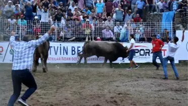 Türkiye Boğa Güreşi Şampiyonu Artvinli Cumali Oldu