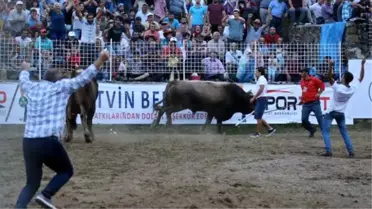 Türkiye Boğa Güreşi Şampiyonu Artvinli Cumali Oldu