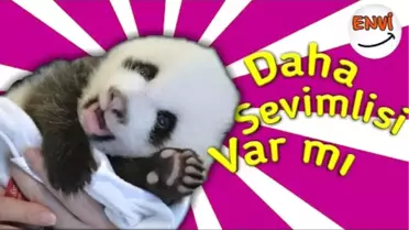 Panda Sevenler Buraya | En Güzel ve Komik Panda Videoları ?? Komik Hayvanlar