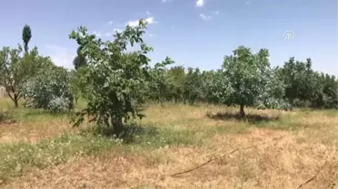 Cevizdeki Sıcaklık Stresine 'Kaolin Kili' Çözümü