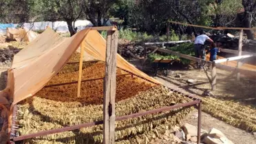 Tütünü Makineyle Çizip Üretimi 10'a Katladılar