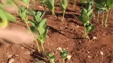 Tütünü Makineyle Çizip Üretimi 10'a Katladılar