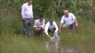 Küçükelmalı'ya 7 Bin Yavru Sazan Bırakıldı