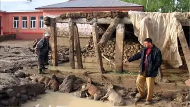 Sel Nedeniyle Çok Sayıda Koyun ve İnek Telef Oldu